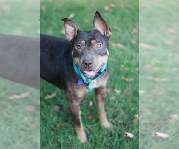 Medium Photo #6 Bull Terrier-Doberman Pinscher Mix Puppy For Sale in Cookeville, TN, USA