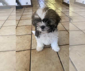 Shih Tzu Puppy for sale in SANTA ROSA VALLEY, CA, USA