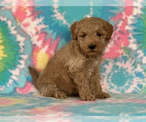 Goldendoodle (Miniature) Puppy for sale in LANCASTER, PA, USA