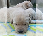 Small #31 Labrador Retriever