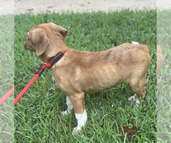 Medium Photo #2 Labbe Puppy For Sale in Yardley, PA, USA