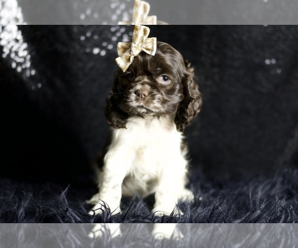 Medium Photo #78 Cocker Spaniel Puppy For Sale in WARSAW, IN, USA