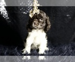 Small Photo #78 Cocker Spaniel Puppy For Sale in WARSAW, IN, USA