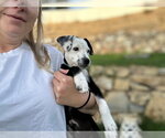 Small #9 Mutt