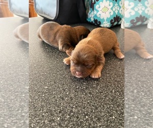 Shorkie Tzu Puppy for sale in FREDERICK, MD, USA