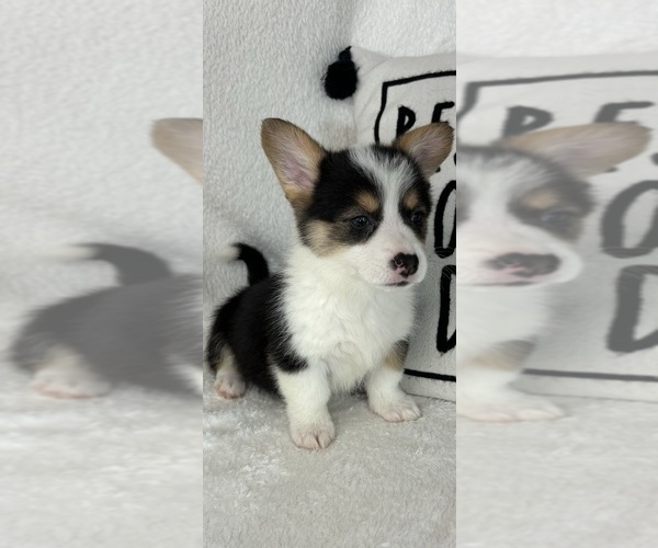 Medium Photo #3 Pembroke Welsh Corgi Puppy For Sale in GREENFIELD, IN, USA