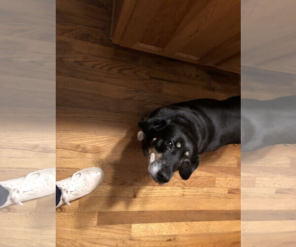 Medium Photo #4 Dachshund-Unknown Mix Puppy For Sale in Cary, NC, USA