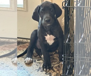 Great Dane Puppy for sale in MESQUITE, TX, USA