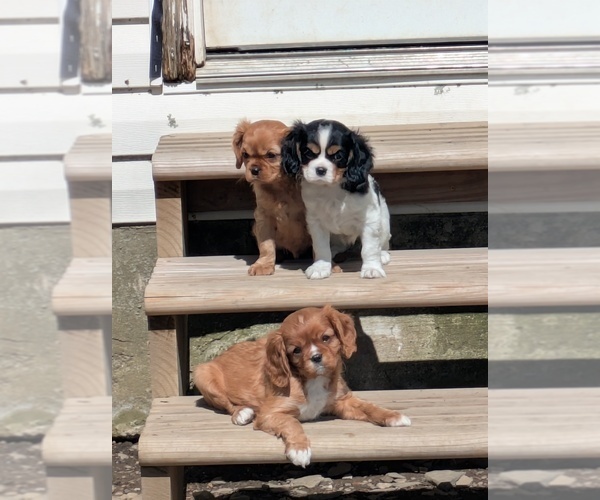 Medium Photo #4 Cavalier King Charles Spaniel Puppy For Sale in SEMPRONIUS, NY, USA