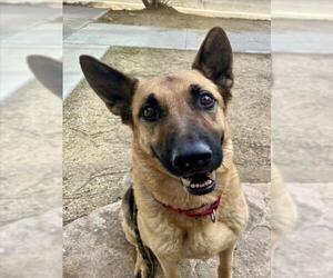 German Shepherd Dog-Unknown Mix Dogs for adoption in Las Vegas, NV, USA