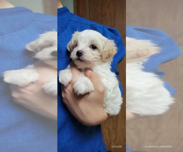 Medium Photo #3 Maltipoo (Miniature) Puppy For Sale in BROOKFIELD, MO, USA
