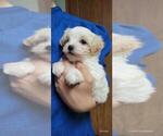 Small #2 Maltipoo (Miniature)