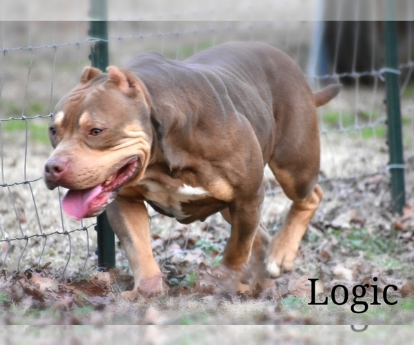 Medium Photo #10 American Bully Puppy For Sale in CLEVELAND, GA, USA