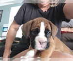 Small #7 Boxer