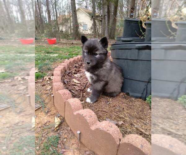 Medium Photo #14 Siberian Husky Puppy For Sale in MONROE, NC, USA