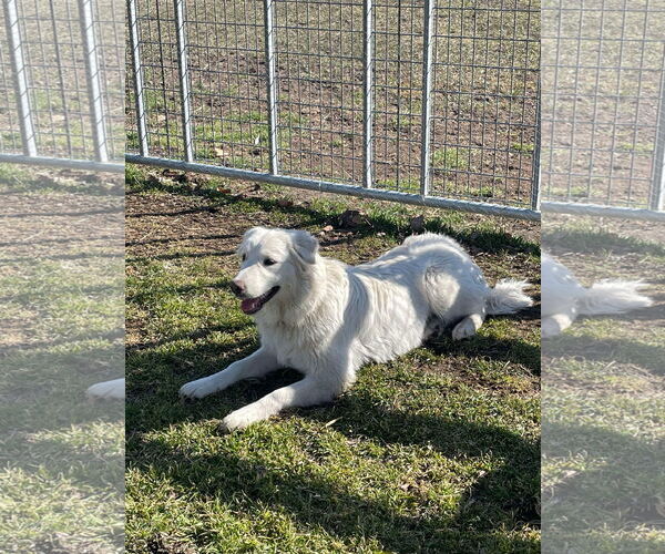 Medium Photo #1 Great Pyrenees Puppy For Sale in Bountiful, UT, USA