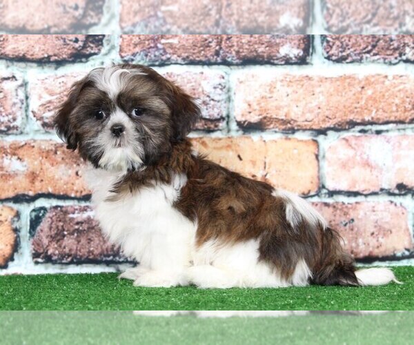 Medium Photo #1 Shih Tzu Puppy For Sale in BEL AIR, MD, USA