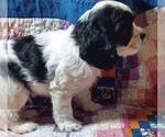 Small #2 Cocker Spaniel