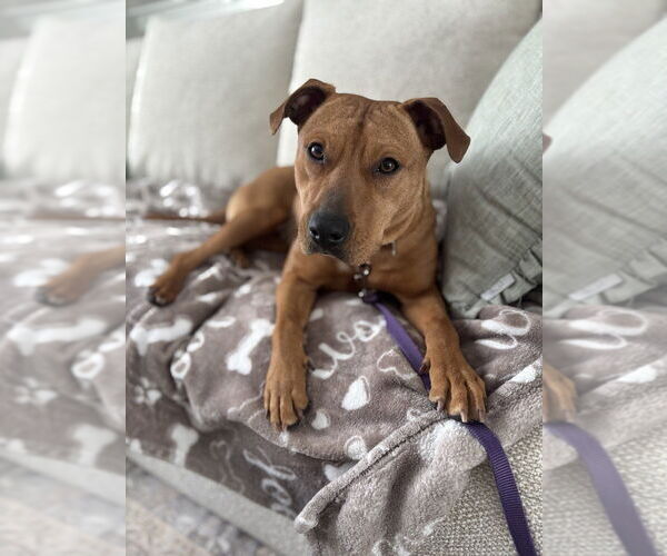 Medium Photo #2 Labrador Retriever-Unknown Mix Puppy For Sale in Boston, MA, USA