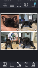 French Bulldog Puppy for sale in SEGUIN, TX, USA
