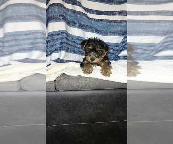 Medium Photo #40 Yorkshire Terrier Puppy For Sale in BENSON, NC, USA