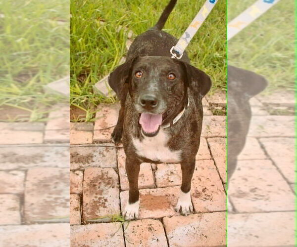 Medium Photo #2 Catahoula Leopard Dog-Unknown Mix Puppy For Sale in Oak Bluffs, MA, USA