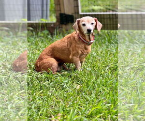 Dachshund Dogs for adoption in Mount Pleasant, SC, USA