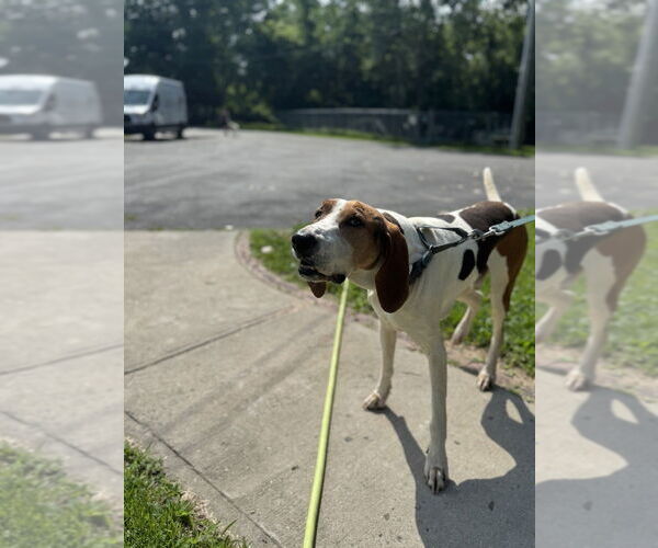 Medium Photo #7 Treeing Walker Coonhound Puppy For Sale in Elmsford, NY, USA