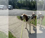 Small #6 Treeing Walker Coonhound