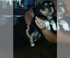 CockaChi Bs : Ben - Male Cockerhuahua Dog for Adoption - Photo #2