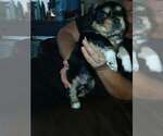 Small Photo #2 Cockerhuahua Puppy For Sale in Aurora, IN, USA