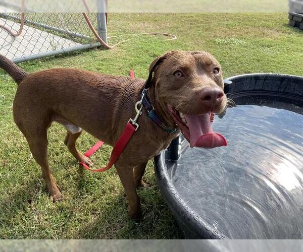 Medium Photo #2 American Pit Bull Terrier-Unknown Mix Puppy For Sale in Corpus Christi, TX, USA
