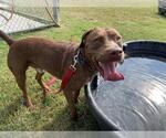Small #1 American Pit Bull Terrier Mix