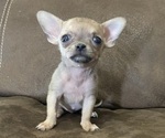 Puppy Super Tiny Girl Chihuahua