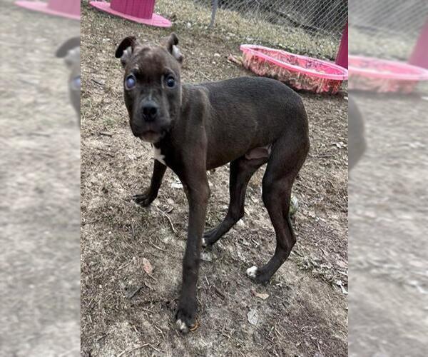 Medium Photo #1 Mutt Puppy For Sale in Peoria, IL, USA