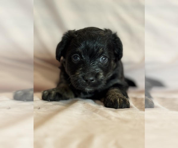 Medium Photo #17 Corgipoo Puppy For Sale in LONGMONT, CO, USA