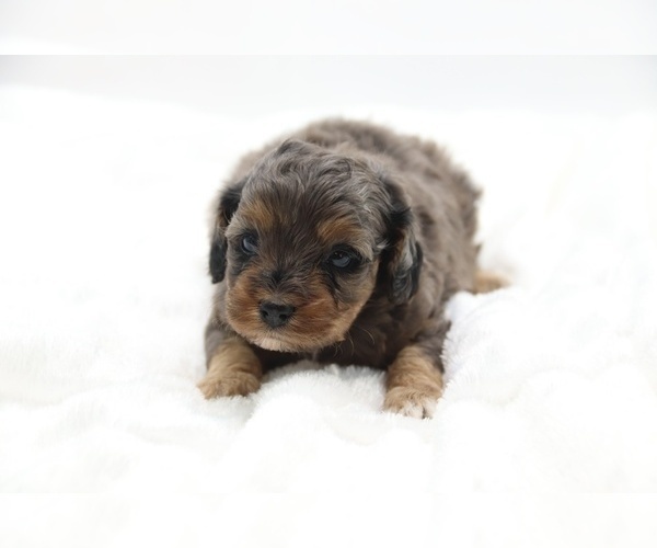 Medium Photo #43 Cockapoo Puppy For Sale in RIPLEY, TN, USA