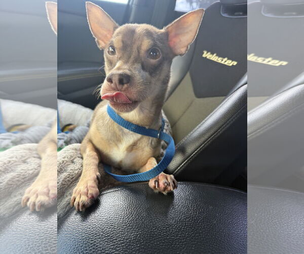 Medium Photo #6 Chihuahua-Unknown Mix Puppy For Sale in Sanford, FL, USA