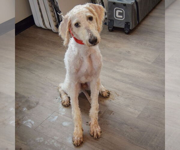 Medium Photo #2 Mutt Puppy For Sale in Huntley, IL, USA