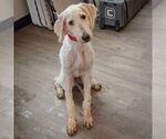 Small #1 Mutt