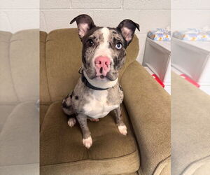 American Staffordshire Terrier-Unknown Mix Dogs for adoption in Muskegon, MI, USA