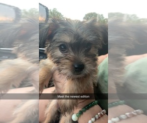 Yorkshire Terrier Puppy for sale in FITCHBURG, MA, USA
