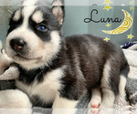 Small Photo #8 Siberian Husky Puppy For Sale in ASBURY PARK, NJ, USA