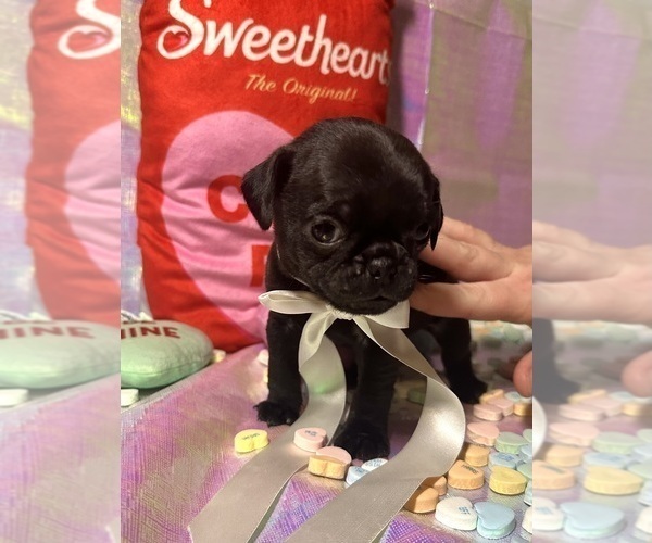 Medium Photo #2 Pug Puppy For Sale in MOUNT WASHINGTON, KY, USA