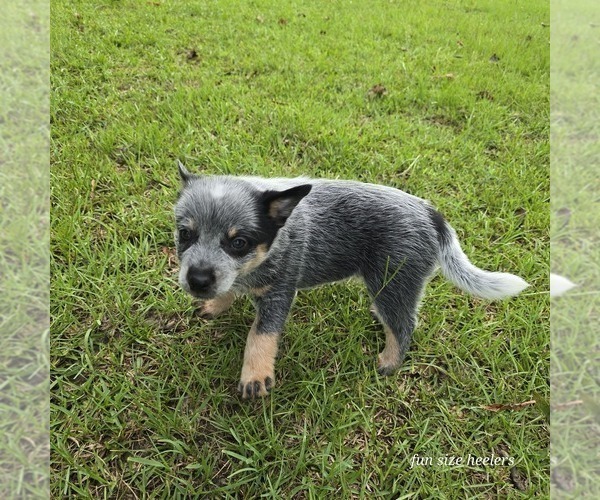 Medium Photo #9 Australian Cattle Dog Puppy For Sale in LAURINBURG, NC, USA