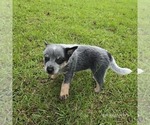 Small Photo #3 Australian Cattle Dog Puppy For Sale in LAURINBURG, NC, USA