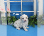 Small #11 Poodle (Toy)