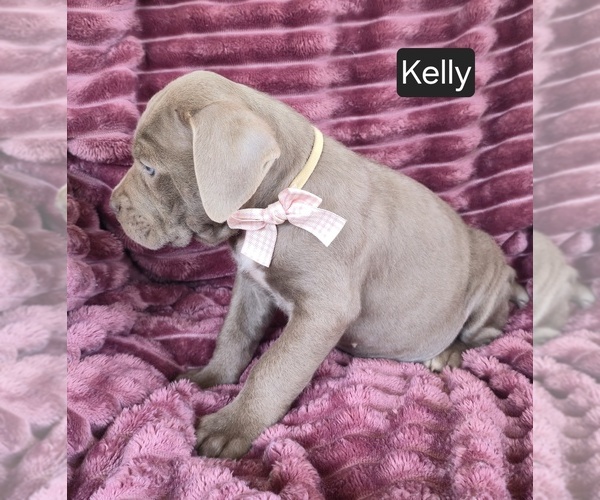 Medium Photo #3 Cane Corso Puppy For Sale in MINERAL WELLS, WV, USA