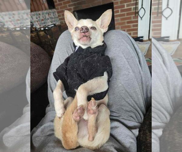 Medium Photo #4 Chihuahua-Unknown Mix Puppy For Sale in Front Royal, VA, USA