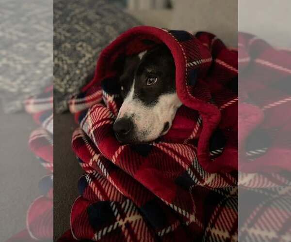 Medium Photo #3 American Pit Bull Terrier-Unknown Mix Puppy For Sale in Holly Springs, NC, USA